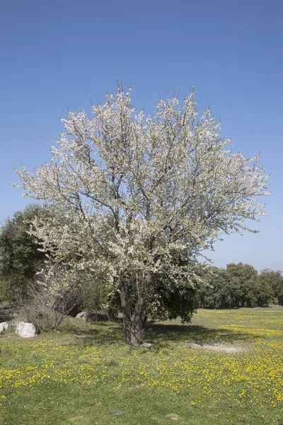 Ağaç üzerinde çiçeği — Stok fotoğraf
