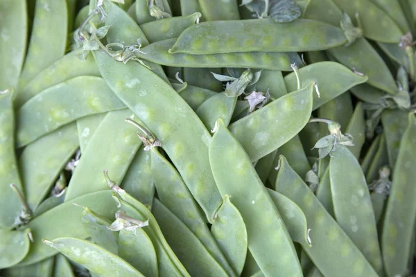 Frijoles verdes Fondo vegetal — Foto de Stock