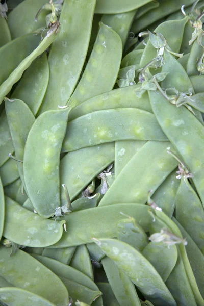 Frijoles verdes Fondo vegetal — Foto de Stock