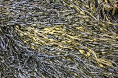 Cushendun mağaraları, County Antrim, deniz yosunu