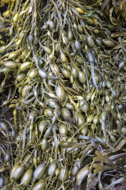 Cushendun mağaraları, County Antrim, deniz yosunu