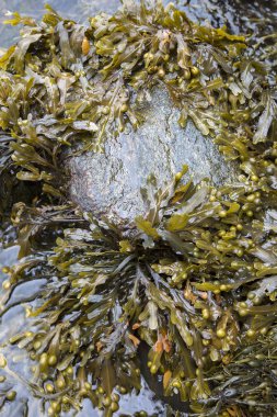 Cushendun mağaraları, County Antrim, deniz yosunu