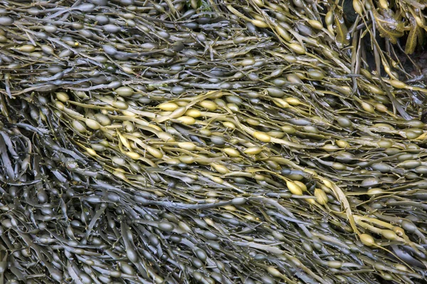 Cushendun mağaraları, County Antrim, deniz yosunu