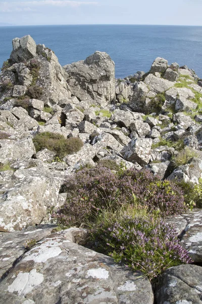 Rock e Heather, praia de Murlough; Condado de Antrim — Fotografia de Stock