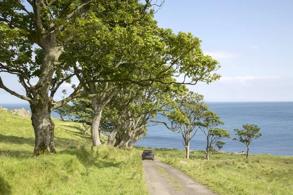 Tree Lined Road to Murlough Beach; County Antrim — Stock Photo, Image