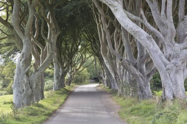 karanlık hedges, county antrim, Kuzey İrlanda
