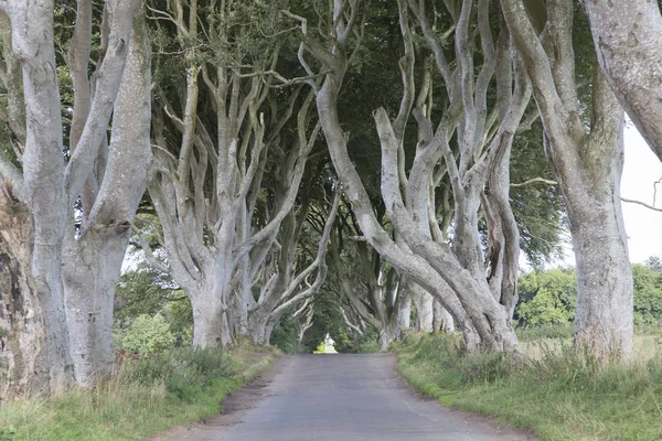 Dark Hedges, County Antrim, Northern Ireland — Stock Photo, Image