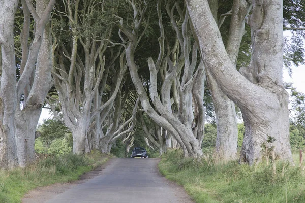 Dark Hedges, County Antrim, Northern Ireland — Stock Photo, Image