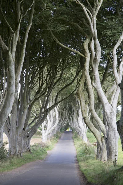 Dark Hedges, County Antrim, Northern Ireland — Stock Photo, Image