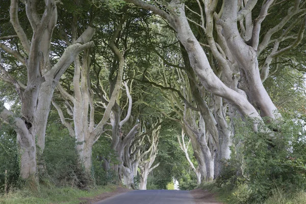 Dark Hedges, County Antrim, Northern Ireland — Stock Photo, Image