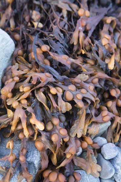 Algues sur la plage Renvyle ; Tully ; Connemara — Photo