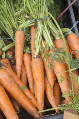 Turuncu havuç arka plan