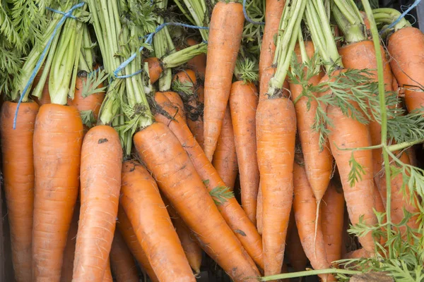 Orange Carrot Background — Stock Photo, Image