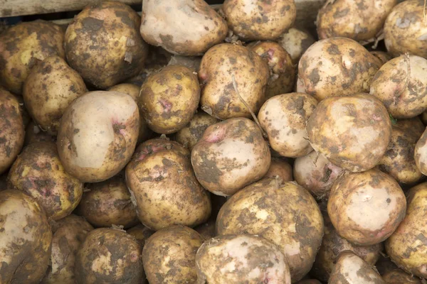 Close Up of Potato Background — Stock Photo, Image