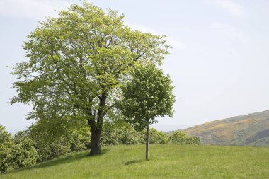 Carlton Hill; Edinburgh