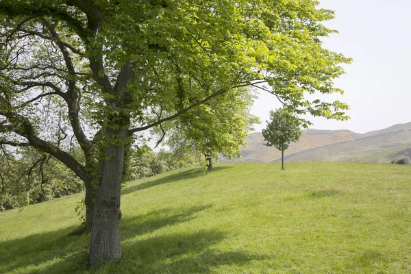 Carlton Hill; Edinburgh — Stok fotoğraf