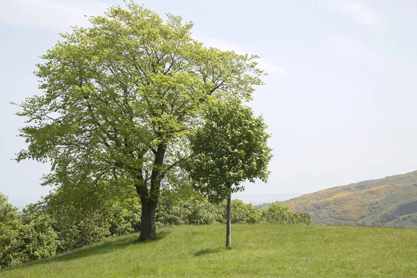 Carlton Hill; Edinburgh