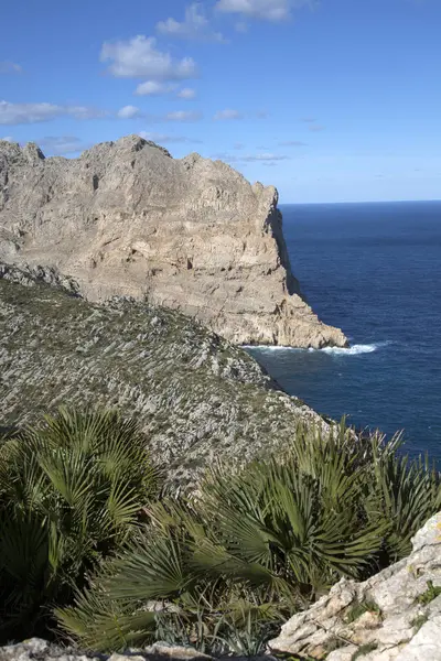 Cliff a rostliny na Formentor; Mallorca — Stock fotografie