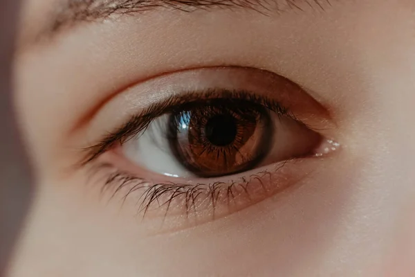 beautiful female brown eye the pupil