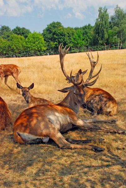 Lying deer on the grass — Stock Photo, Image