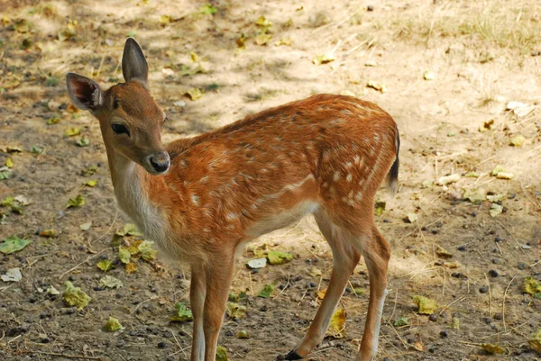 Schattig fawn in een park in Frankrijk — Stockfoto