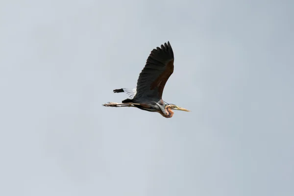 Purpurreiher im Flug 02 — Stockfoto