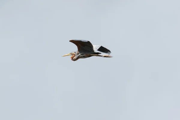 Garza púrpura en vuelo — Foto de Stock