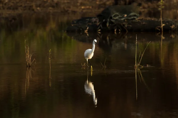 Aigrette et réflexion — Photo