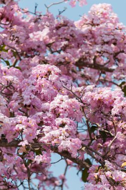 Arka ışık kargalar