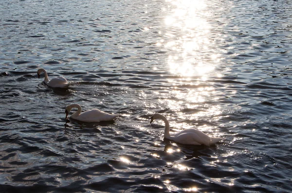 Swans and reflection — Stock Photo, Image