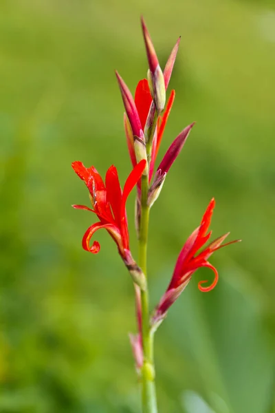 Atış Hint (Canna indica) — Stok fotoğraf