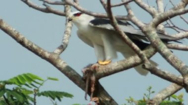 Kara omuzlu çaylak kartal (Elanus axillaris)