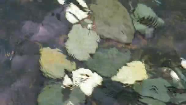 Kieselsteine Grund Des Teiches Durch Wackelnde Wasseroberfläche Sehen — Stockvideo