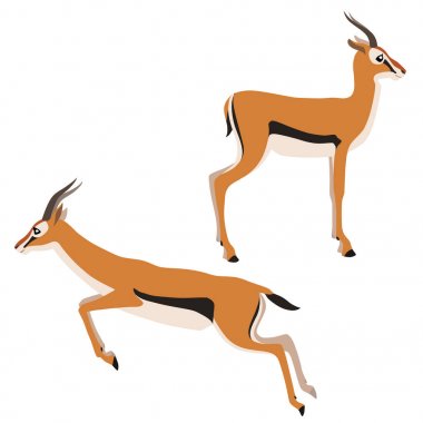 Vector illustration of standing and running Thomson's gazelles isolated on white background clipart