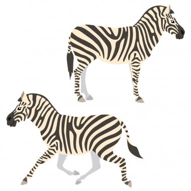 Zebralar beyaz arka plan üzerinde izole çalıştırma ve ayakta vektör çizim