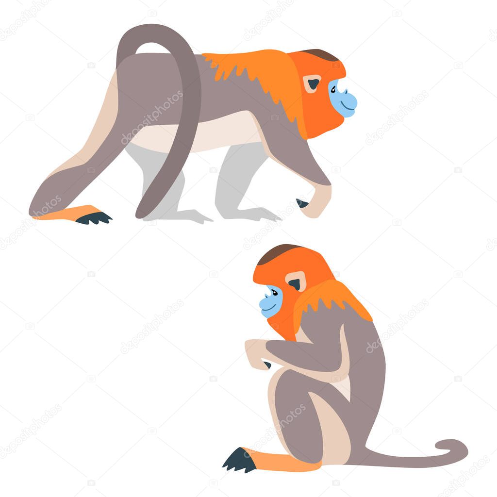 Two golden snubnosed monkeys. Illustration of walking and sitting golden snub nosed monkeys drawn in a flat style. Isolated objects on a white background. Vector 8 EPS