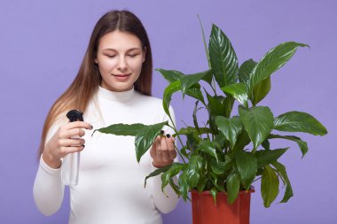 Stüdyoda leylak arka planda yalnız duran, bitki yaprağına dikkatle bakan, ev bitkilerini sulayan, yeşil bitkilere düşkün mutlu genç bayanın görüntüsü. Doğa aşığı kavramı.