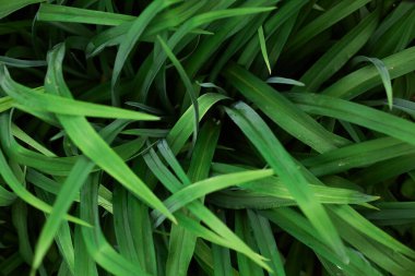 Soyut yeşil yaprak dokusu, yeşil bitki yapraklarının üst görünümü, yeşil izin dokusu arka plan, yağmur mevsiminde yeşil yaprak, doğa konsepti, koyu renk duvar kağıdı, gölgeli bir yerde büyüyen yapraklar..