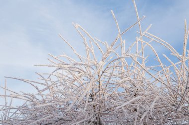 Söğüt ağacıyla frost mavi gökyüzü arka plan üzerinde. Soğuk kış 