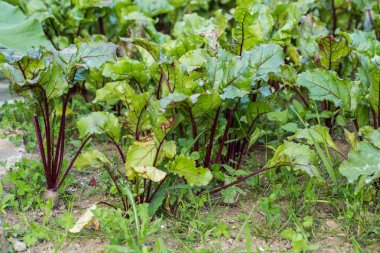 Bir sebze bahçesinde genç pancar, seçici odak