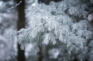 Frost uzun iğne ile çam dalı