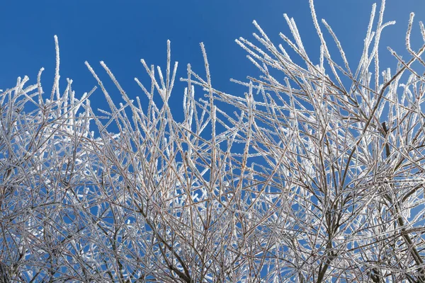 Ива с морозом на фоне голубого неба. Холодная зима — стоковое фото