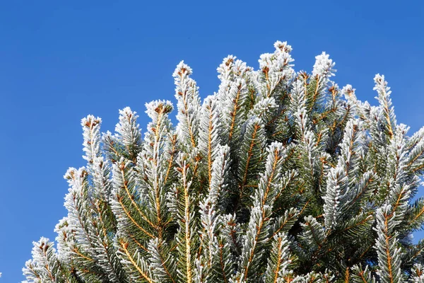 Ветви ели покрыты морозом. Рождественская елка с ирисками — стоковое фото
