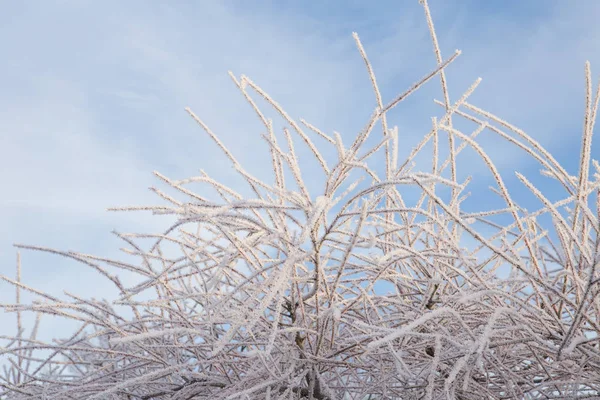 Willow fa, fagy, háttérben a kék ég. Fagyos téli — Stock Fotó