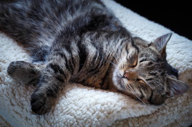 Tekir kedi yumuşak yastık üzerinde uyuyor