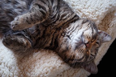 Tekir kedi yumuşak yastık üzerinde uyuyor