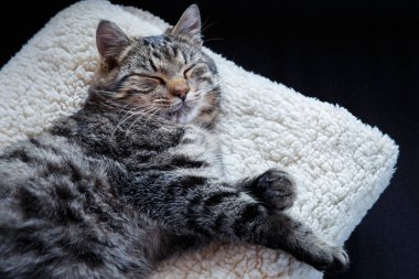 Tekir kedi yumuşak yastık üzerinde uyuyor