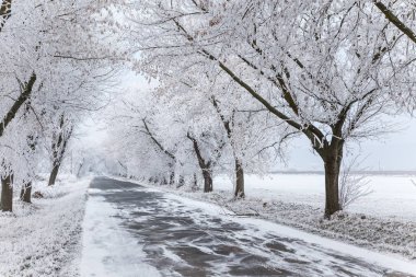 Donmuş ağaçlar ve gri kış kentsel yol