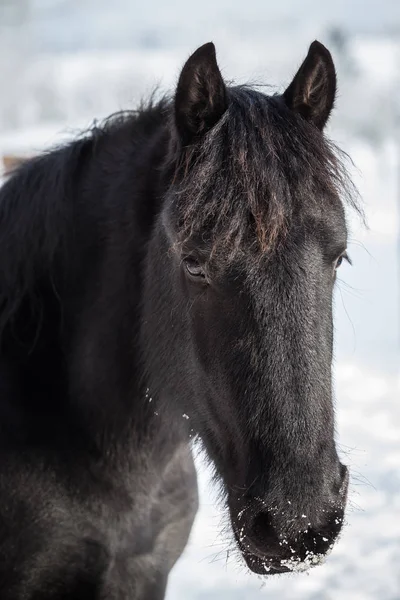 Young friesian horse on pasture in winter — Stock Photo, Image