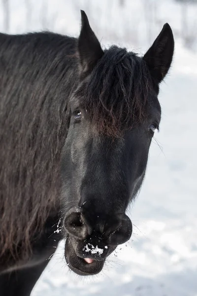 Yawning friesian horse in winter — Stock Photo, Image
